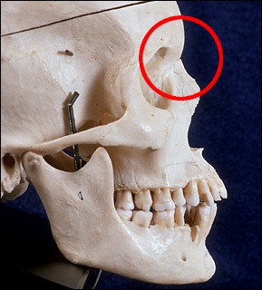 Rhinoplasty tutorial, The nasion: page 1 - FacialSurgery.com